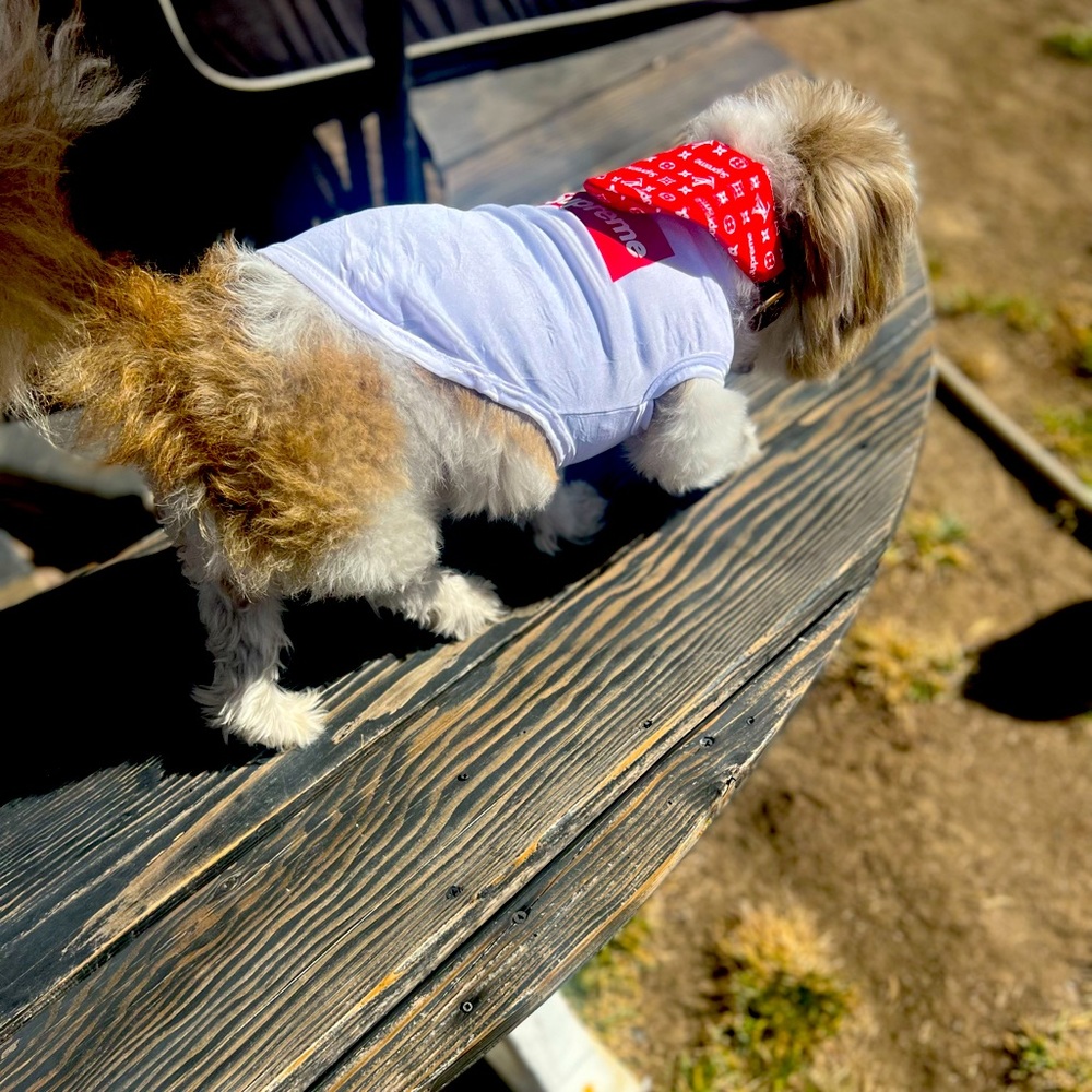 Custom tee shirts and dog bandannas